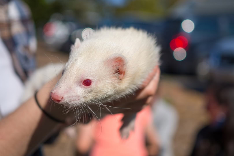 Person holding an albino ferret