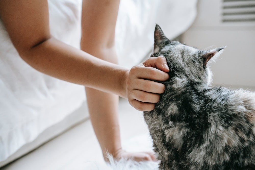 Person petting a cat
