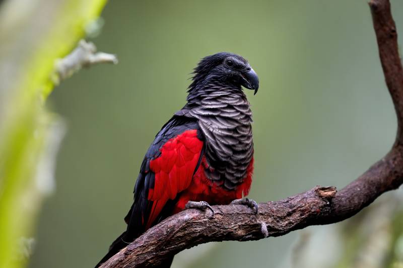 Pesquet's parrot