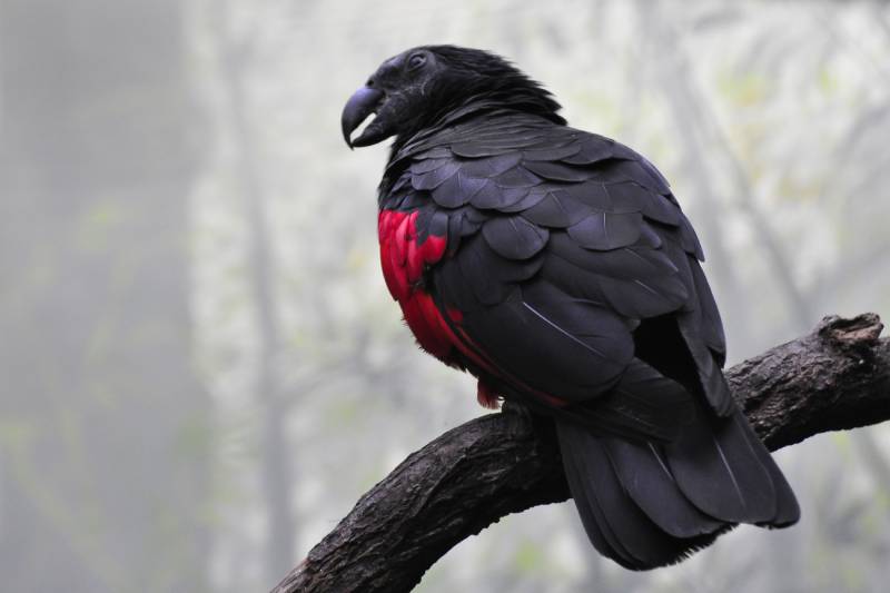 Pesquet's parrot