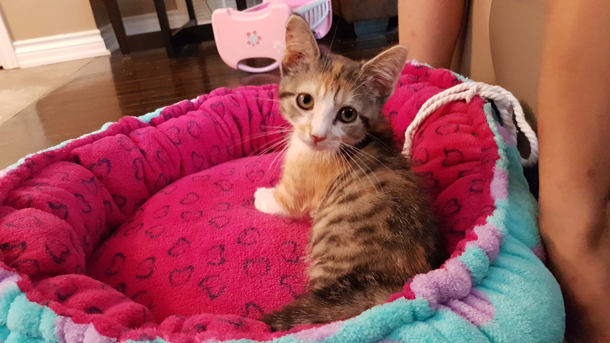 Pet Bed Sewing Tutorial