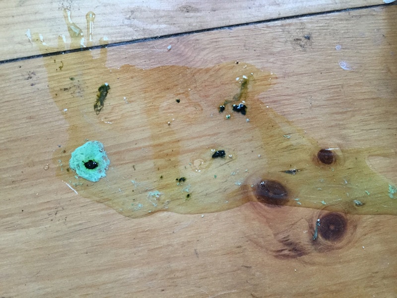 Pet Bird Feces poop