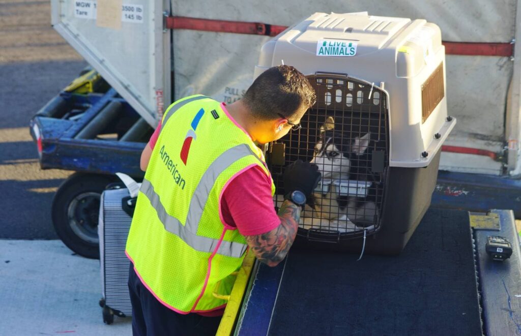 Pet in Airlines