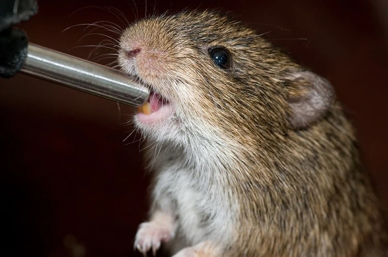 Pet-rat-drinks-from-water-bottle
