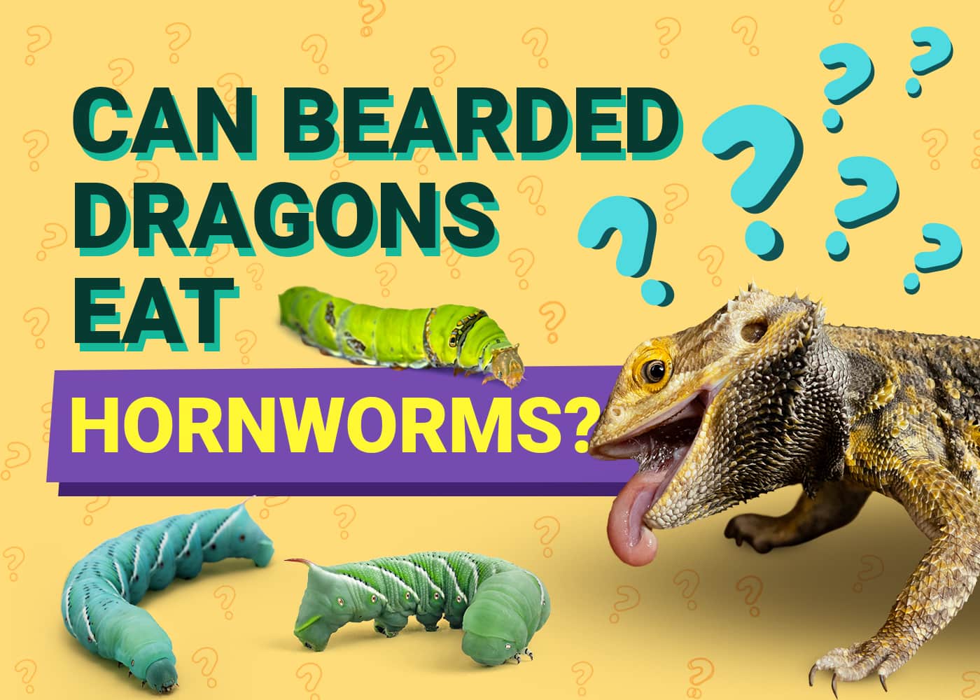 PetKeen_Can Bearded Dragons Eat_hornworms