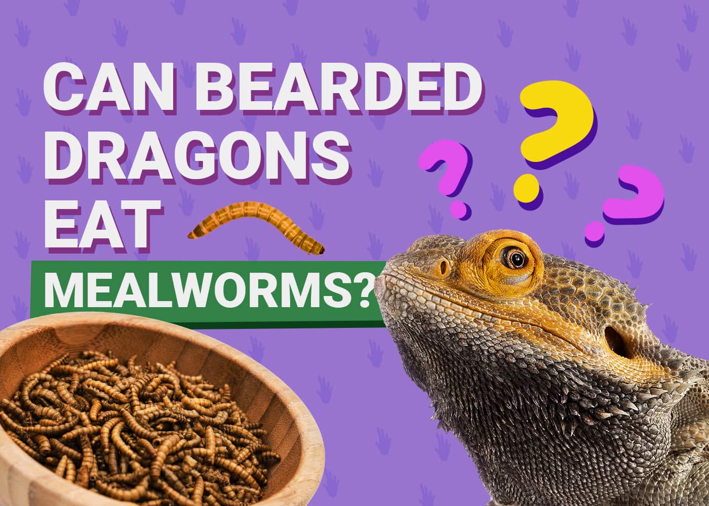 PetKeen_Can Bearded Dragons Eat_mealworms