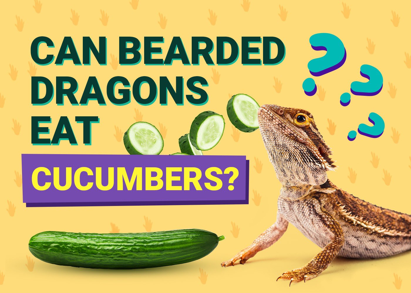 PetKeen_Can Bearded Dragons Eat_v5-11 cucumbers