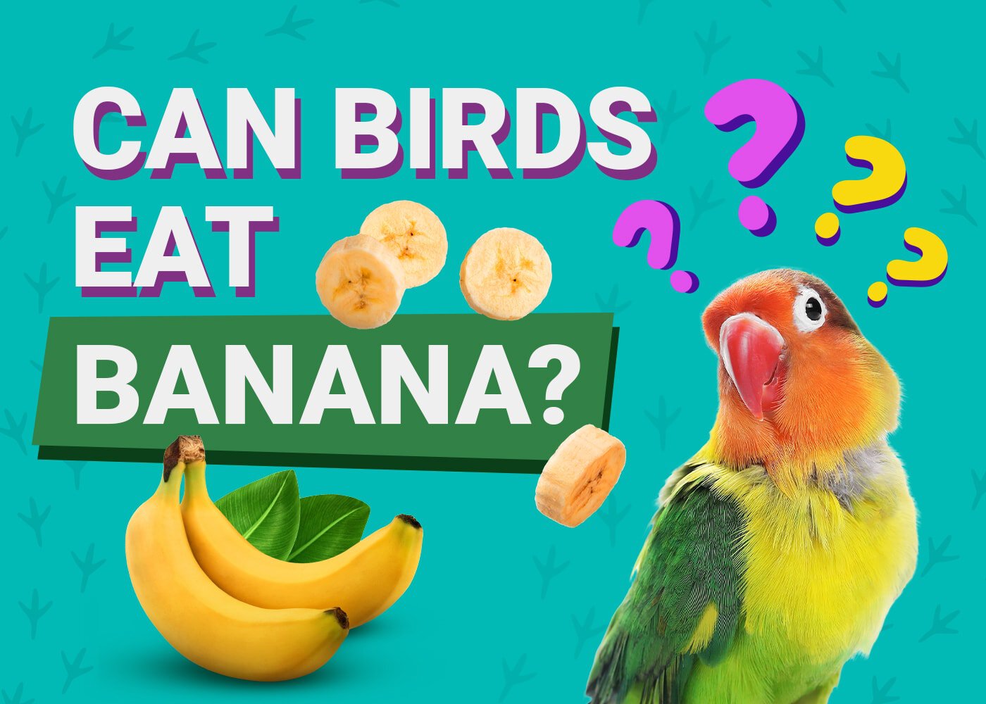 PetKeen_Can Birds Eat_banana