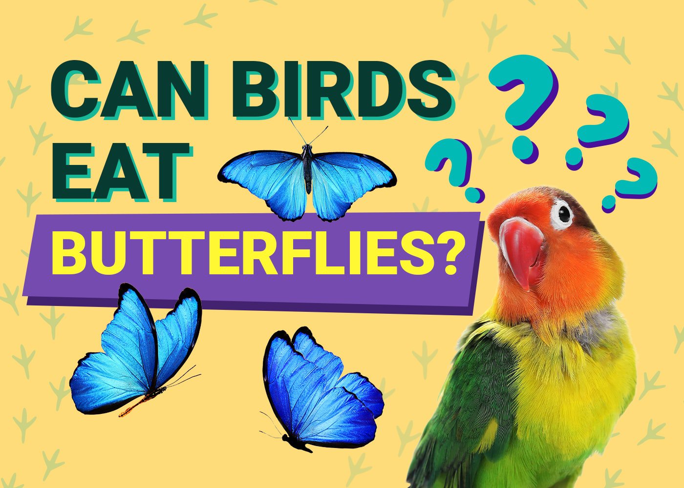 PetKeen_Can Birds Eat_butterflies