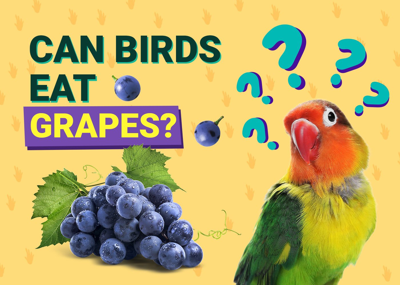 PetKeen_Can Birds Eat_grapes