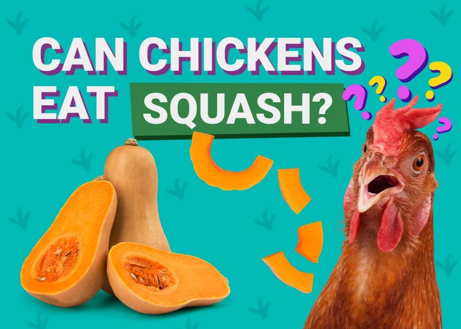 Can Chickens Eat Squash