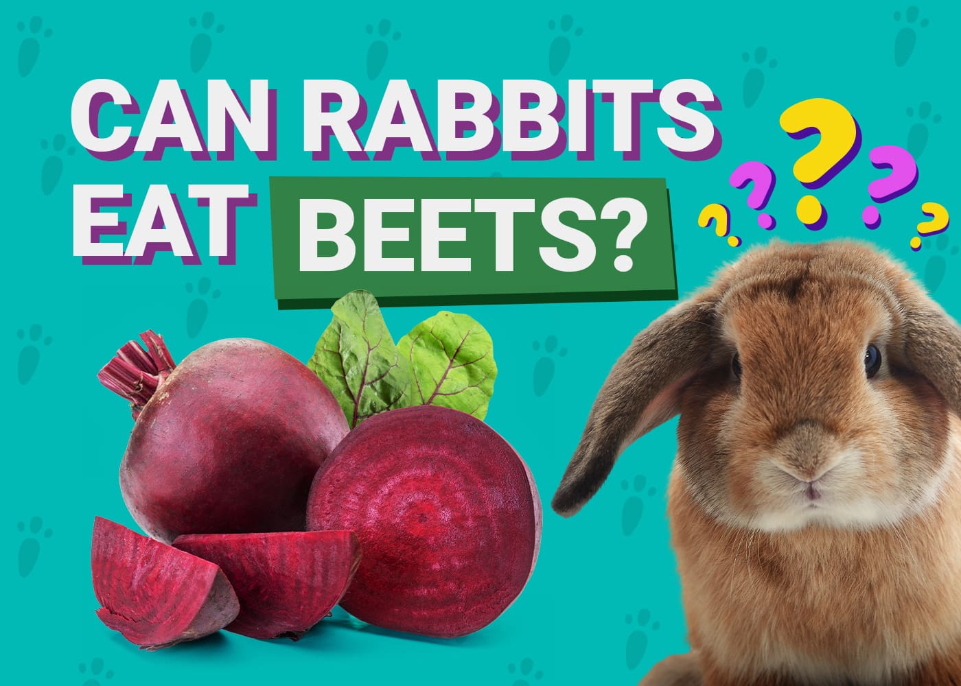 Can Rabbits Eat beets