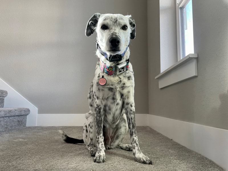 PetPace Smart Collar - ragz sitting on the stairs with product on