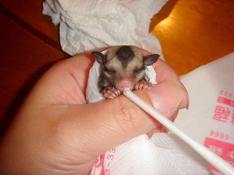 Petaurus breviceps