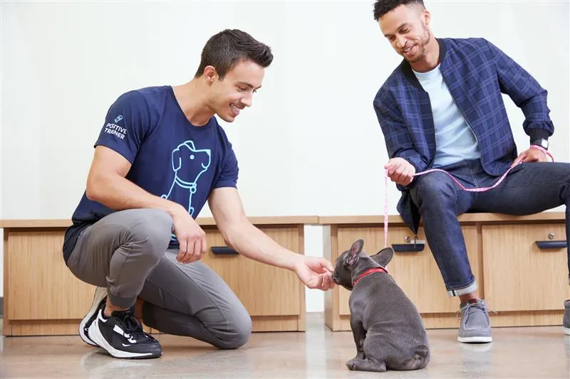 Petco Dog Training