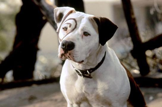Petey the dog from The Little Rascals