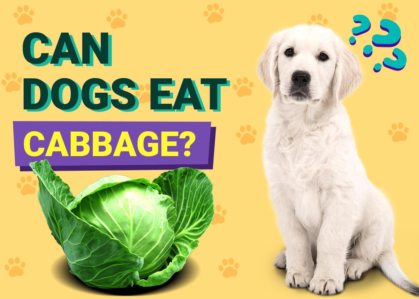Can Dogs Eat Cabbage