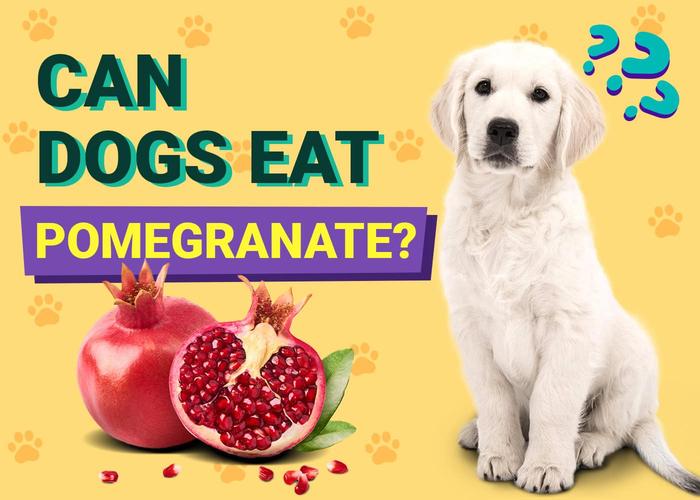 Can Dogs Eat Pomegranates