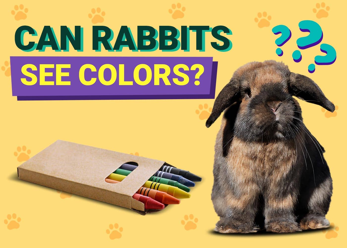 Can Rabbits See Colors