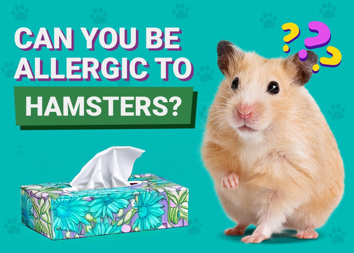 Can You Be Allergic to Hamsters