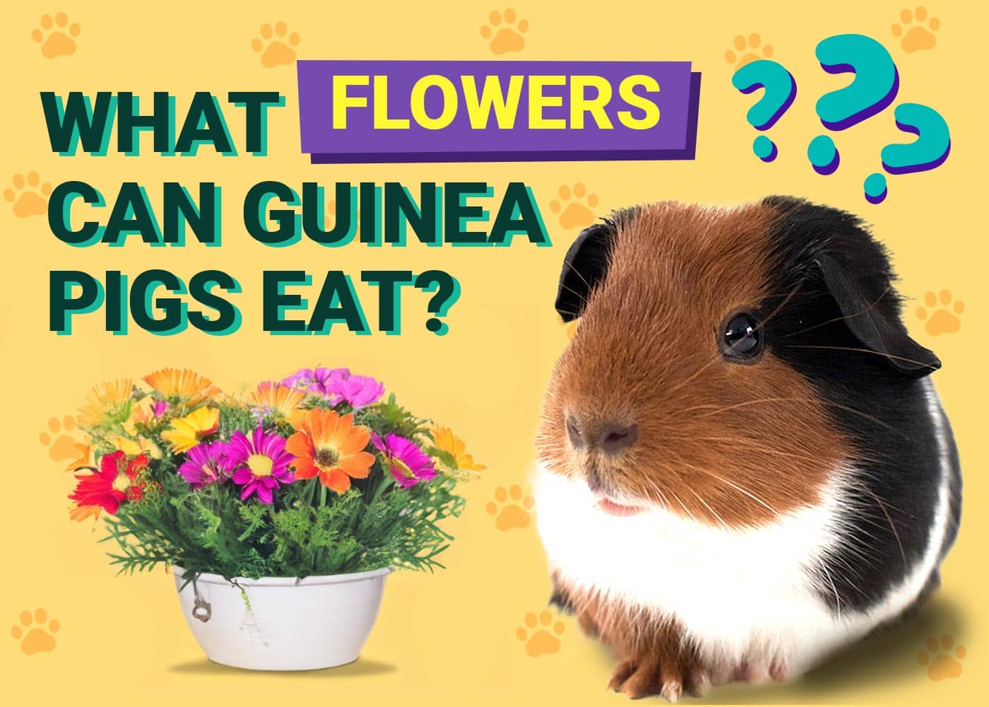 What Flowers Can Guinea Pigs Eat