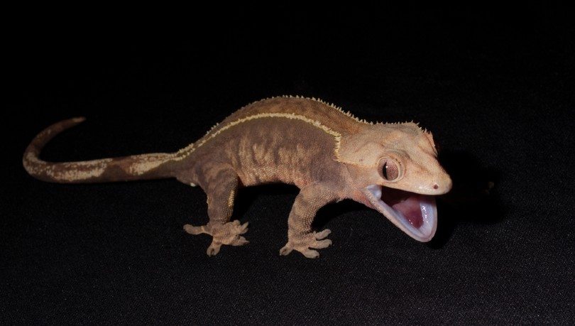 Phantom Pinstripe Crested Gecko