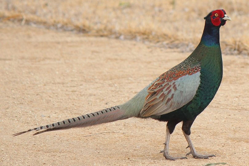 Phasianus versicolor in Japan