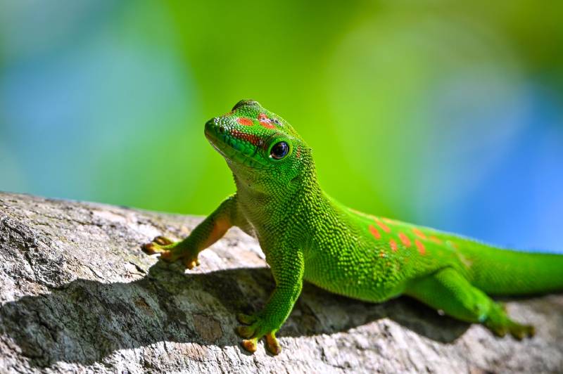 Phelsuma madagascariensis