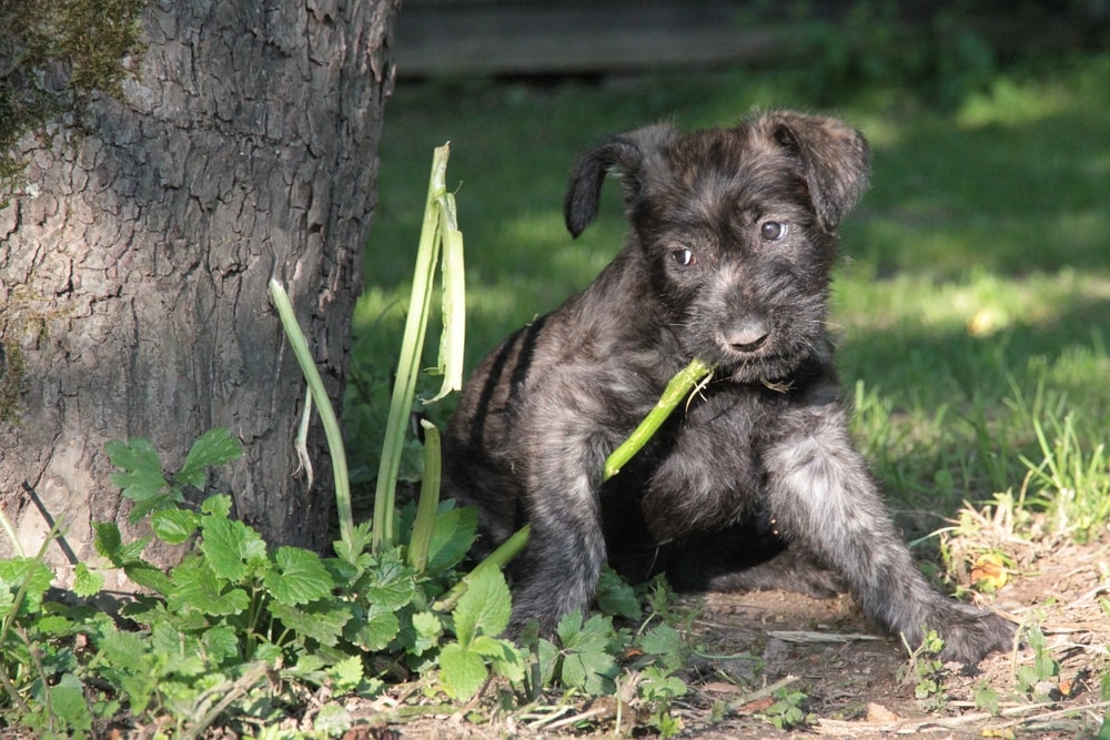 Picard puppy outdoors