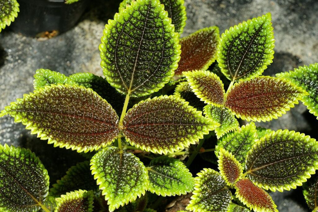 Pilea involucrata (Sims) Urban Moon Valley