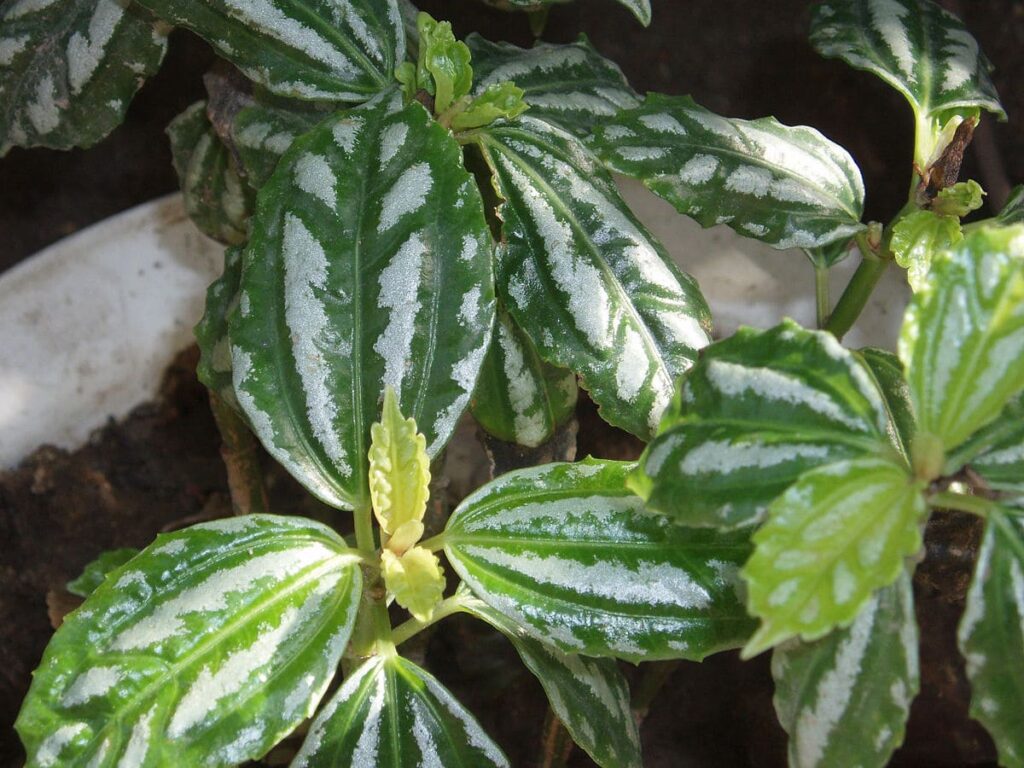 PileaCadierei