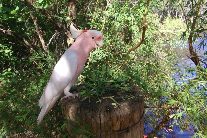 Pink Cockatoo