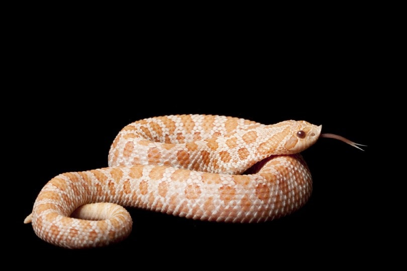 Pink Pastel Hognose Snake
