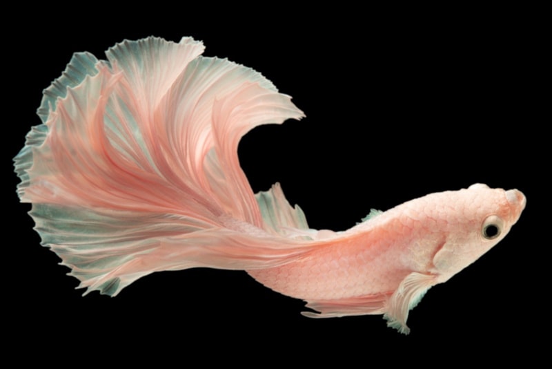 Pink betta fish