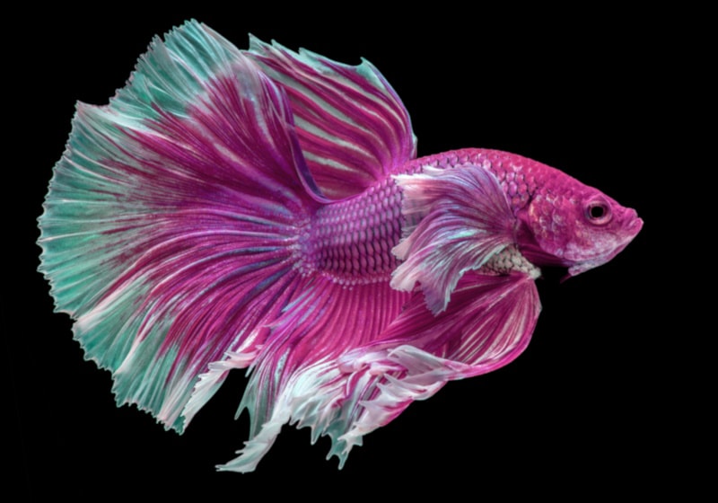 Pink betta on black background