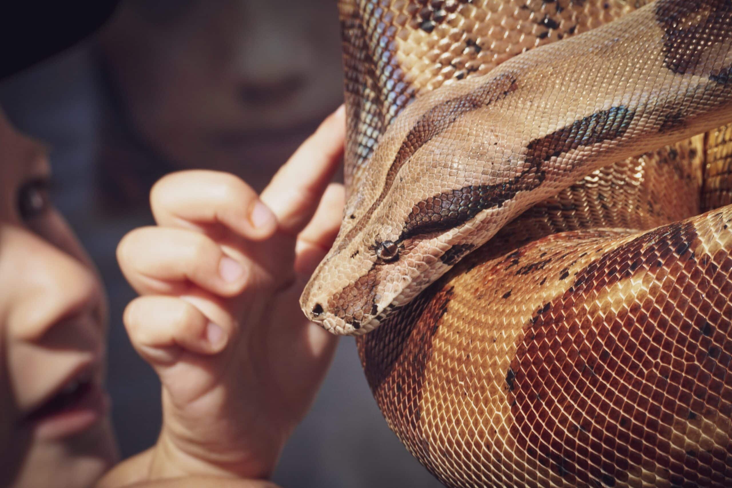 Pinstripe Ball Python