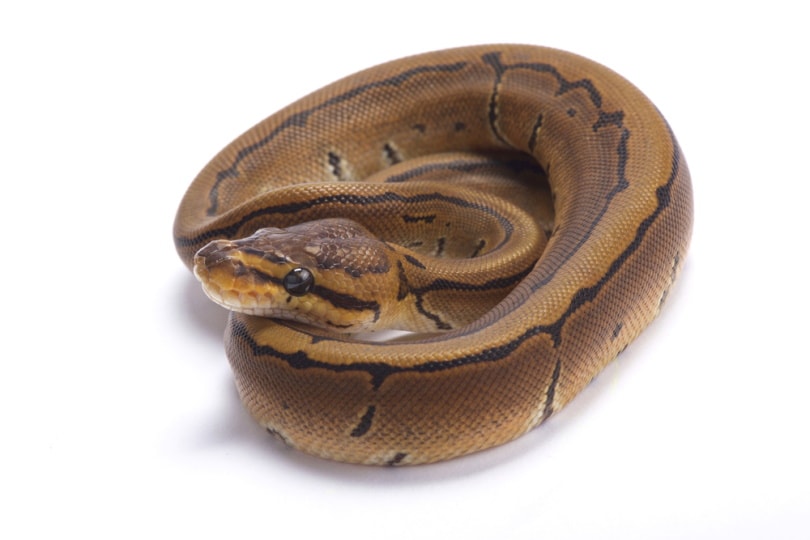 Pinstripe ball python