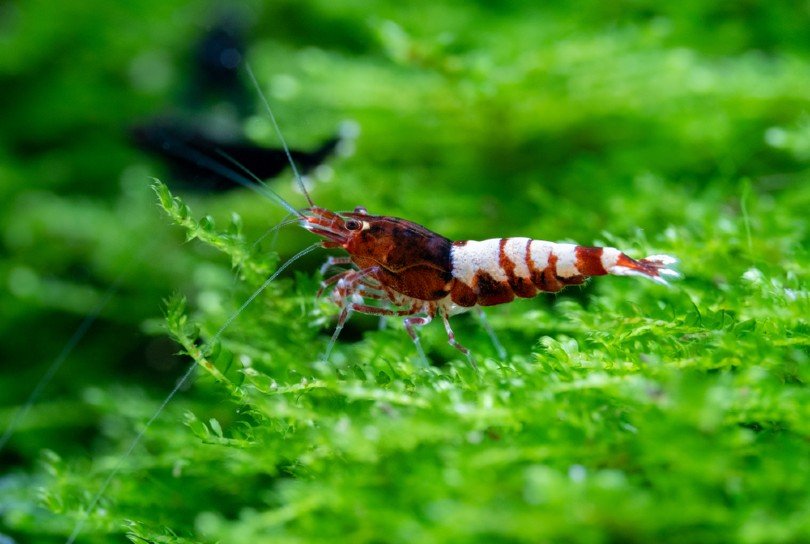 Pinto Shrimp