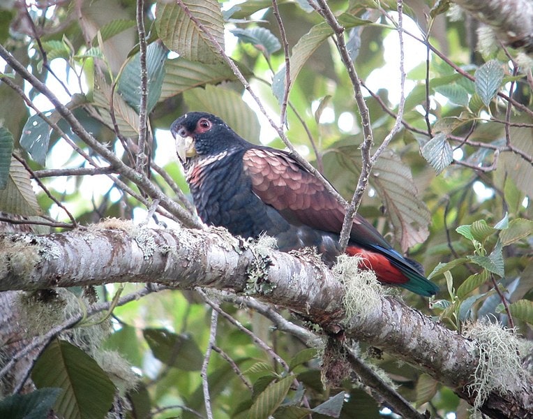 Pionus chalcopterus