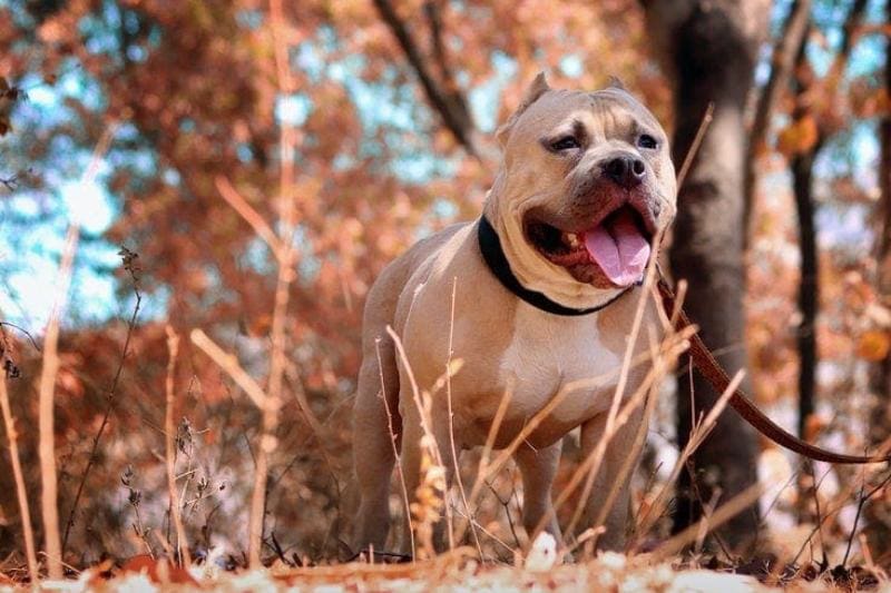 Pitbull on leash