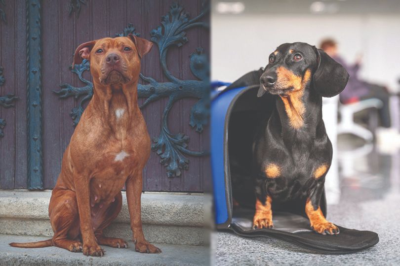 Pitbull vs Dachshund Mixed Breed