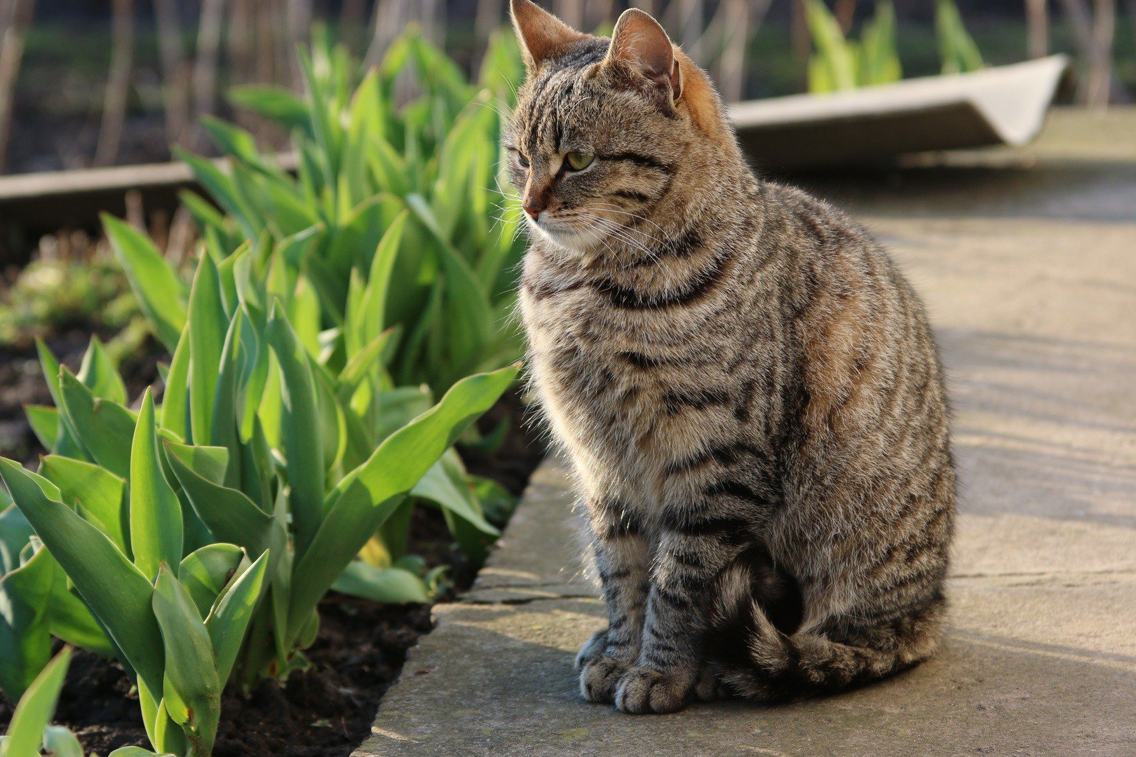 Pixie Bob Cat
