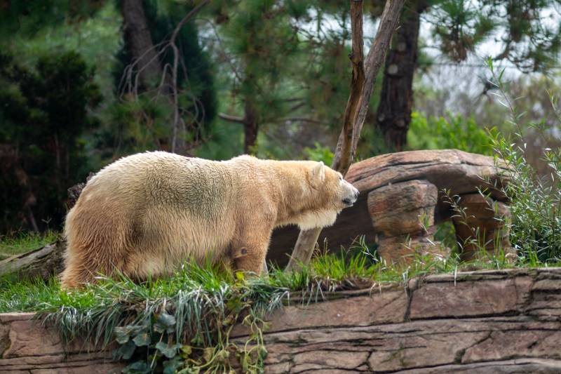 Pizzly bear outdoors