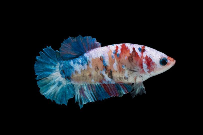 Plakat Betta Fish