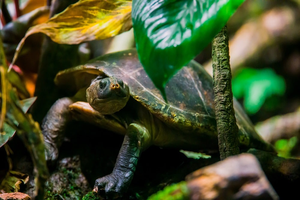 Plant Turtle