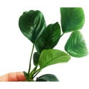 Planterest - Anubias Barteri Live Aquarium Plant