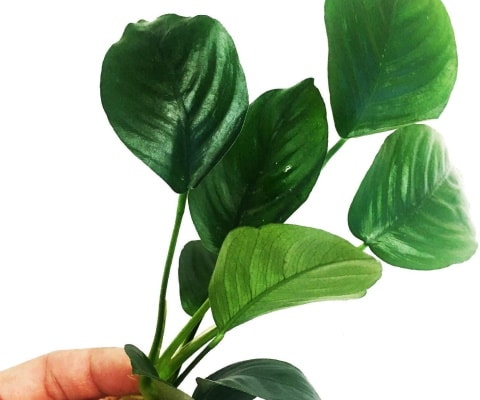 Planterest - Anubias Barteri Broad Leaf