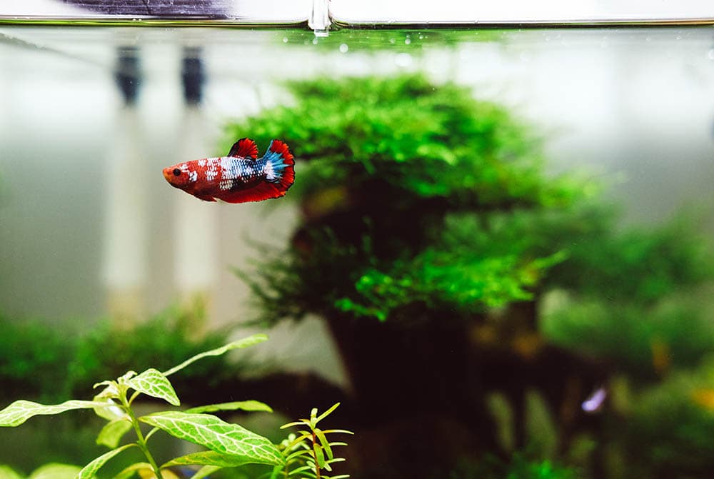 Plastic Aquarium Plants