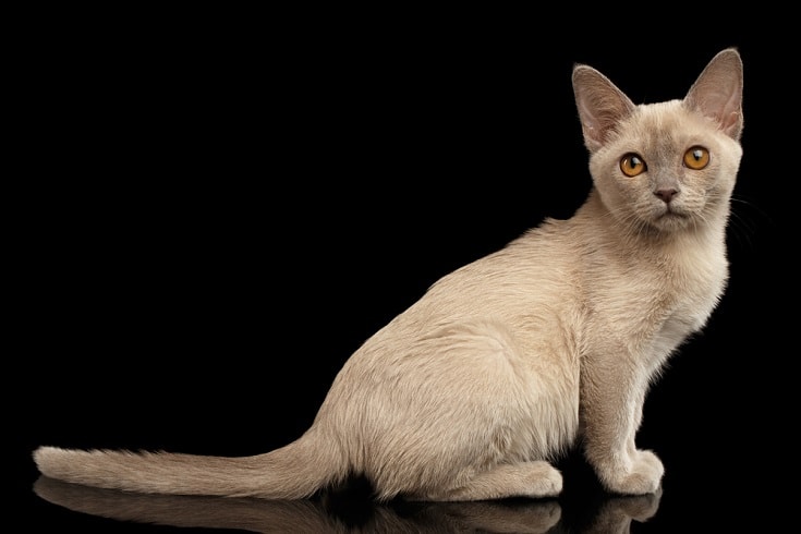 Platinum Burmese