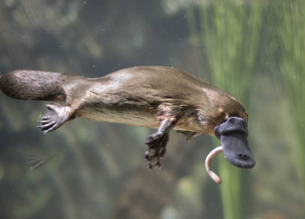 Platypus eating worm_John Carnemolla_Shutterstock